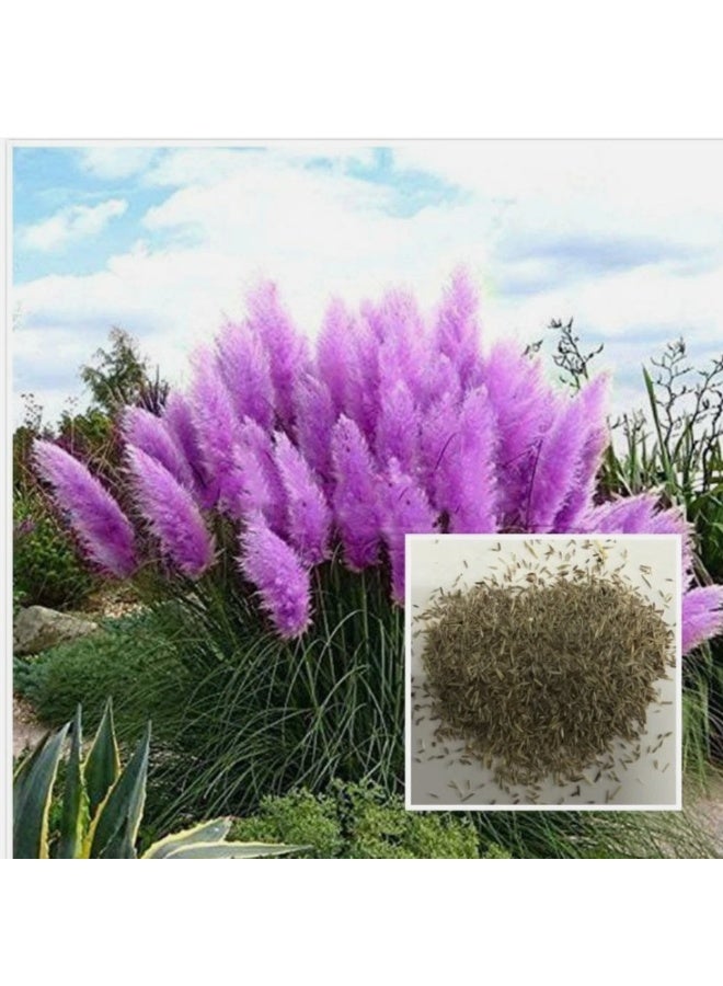 Pampas Grass Seeds100Pcs Pampas Seeds Natural High Germination Easy Planting Pampas Grass Seeds for Courtyard Purple - Image 2